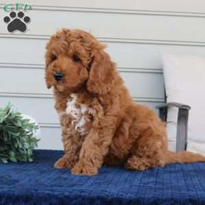 Nero, Mini Goldendoodle Puppy