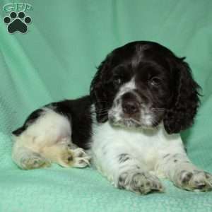Sammy, Cocker Spaniel Puppy