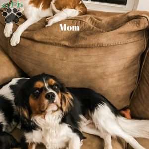 Bluey, Cavalier King Charles Spaniel Puppy