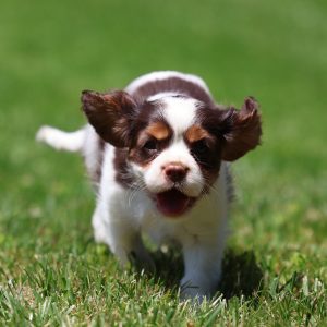 Sunnyside Pets,  Breeder