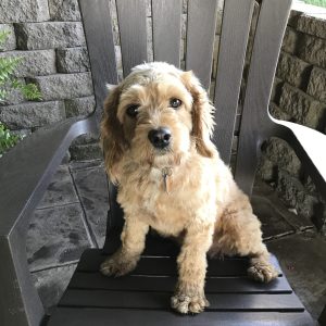 Martha Stoltzfus, View PuppiesView Puppies Breeder