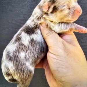 John & Alexi,  Breeder