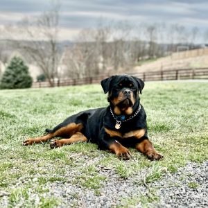 Myron Yoder,  Breeder
