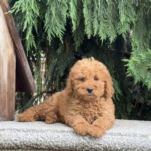 Sam Miller,  Breeder