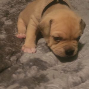 George Avila, View Puppies Breeder