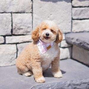 Furever Perfect Pups,  Breeder