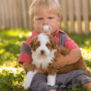 Dream Villa Pets,  Breeder