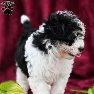 Chloe, Mini Aussiedoodle Puppy