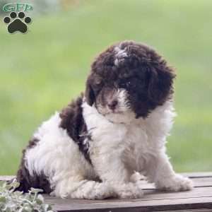 Hayes, Toy Poodle Puppy