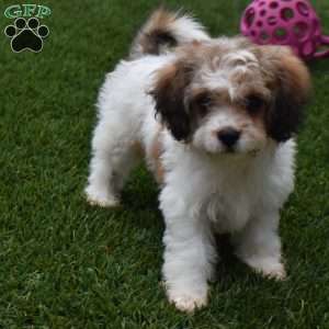 Blake, Cavachon Puppy