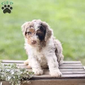 Lex, Cavapoo Puppy