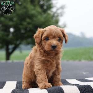 Della, Yorkie Poo Puppy