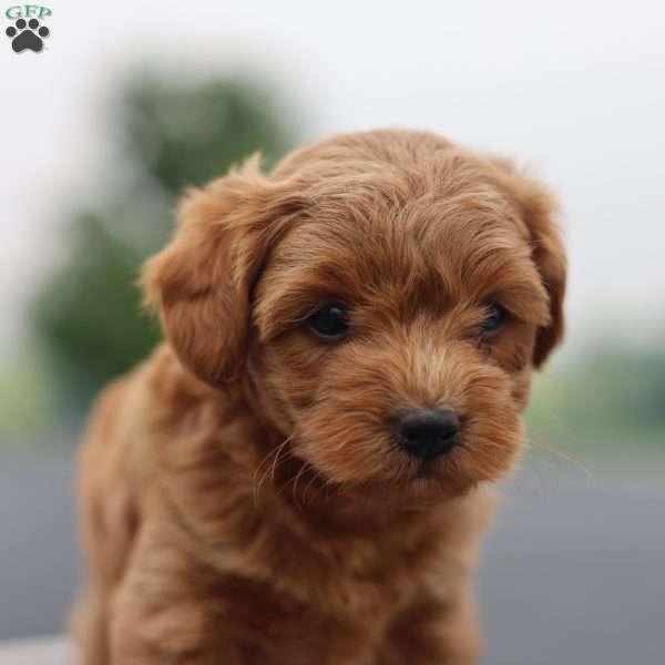Della, Yorkie Poo Puppy
