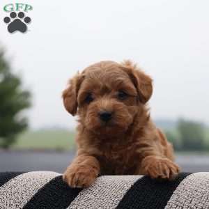 Della, Yorkie Poo Puppy