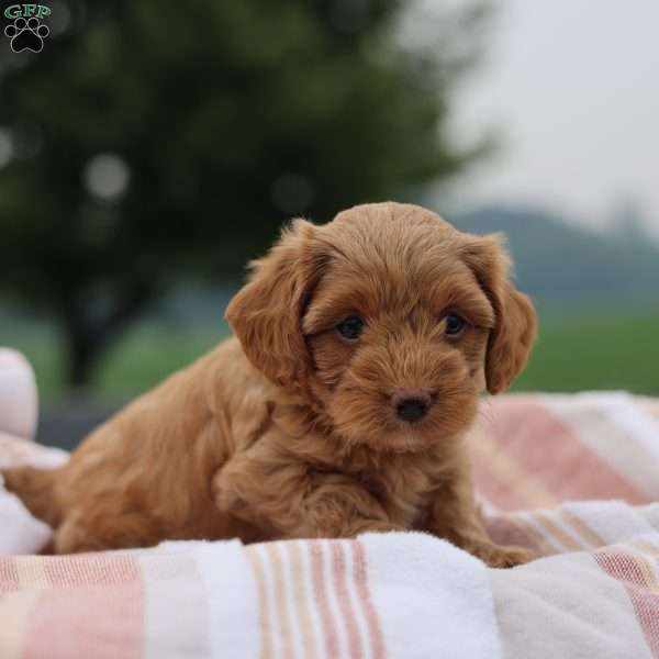 Ruby, Yorkie Poo Puppy