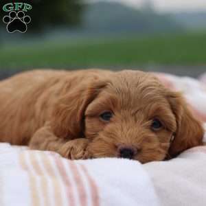 Ruby, Yorkie Poo Puppy