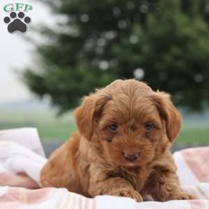 Olivia, Yorkie Poo Puppy