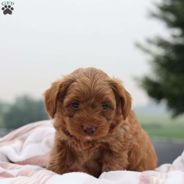 Olivia, Yorkie Poo Puppy