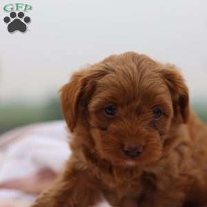Olivia, Yorkie Poo Puppy