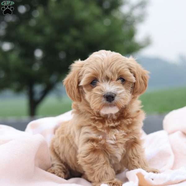 Daisy, Yorkie Poo Puppy