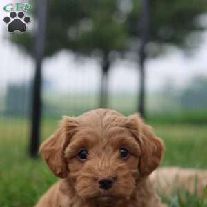 Ruby, Yorkie Poo Puppy