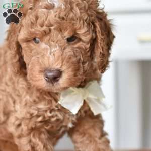 Danny, Mini Goldendoodle Puppy