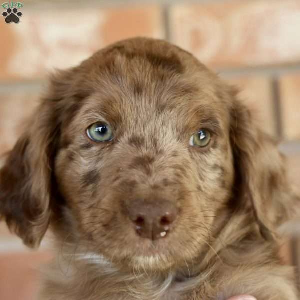 Punster, Mini Golden Mountain Doodle Puppy