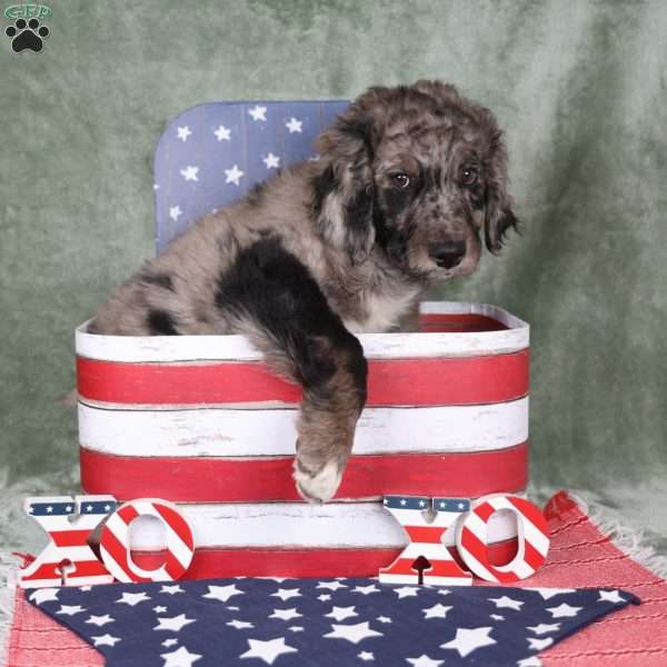 Remote, Mini Golden Mountain Doodle Puppy