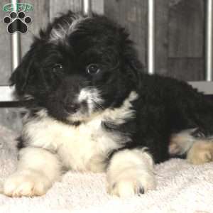 Velcro, Mini Aussiedoodle Puppy