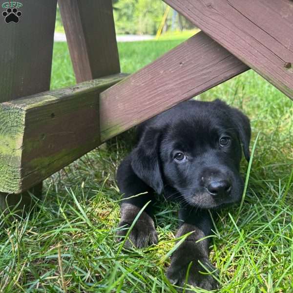 Drake, Black Labrador Retriever Puppy