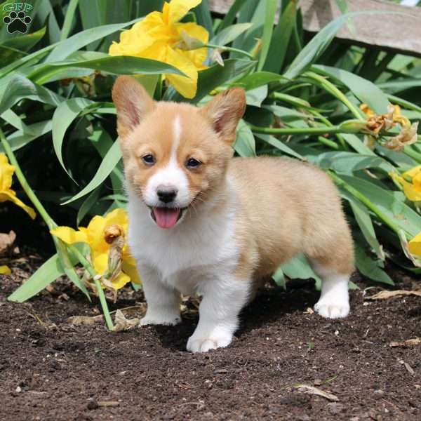 Sprinkles, Pembroke Welsh Corgi Puppy
