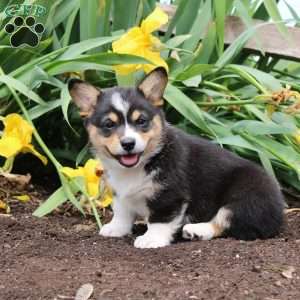 Sally, Pembroke Welsh Corgi Puppy