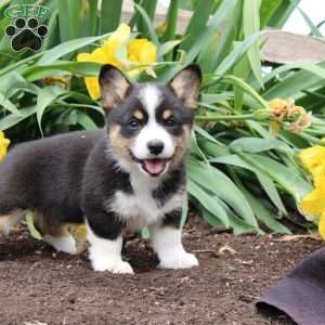 Stacey, Pembroke Welsh Corgi Puppy
