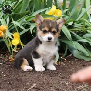 Stella, Pembroke Welsh Corgi Puppy