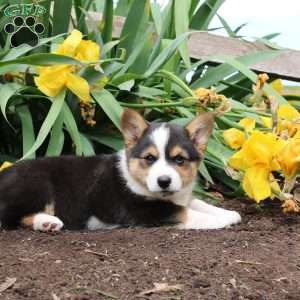 Silver, Pembroke Welsh Corgi Puppy