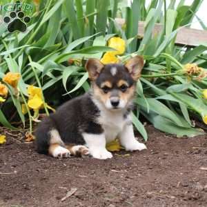 Samson, Pembroke Welsh Corgi Puppy