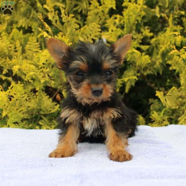 Midge, Yorkie Puppy