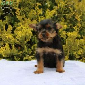 Margie, Yorkie Puppy