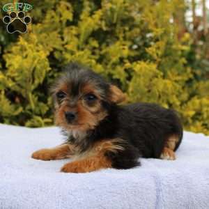 Missy, Yorkie Puppy
