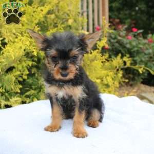 Muffin, Yorkie Puppy