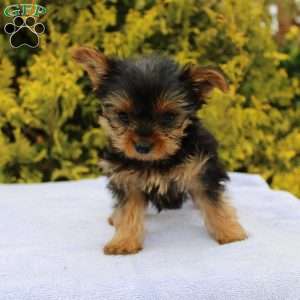 Popper, Yorkie Puppy