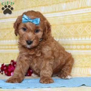 Michael, Mini Goldendoodle Puppy