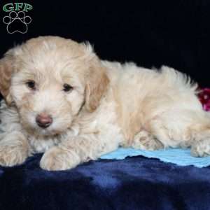 Marcus, Mini Goldendoodle Puppy