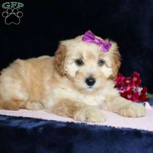 Mattie, Mini Goldendoodle Puppy