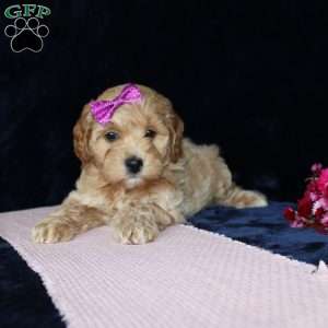 Malinda, Mini Goldendoodle Puppy