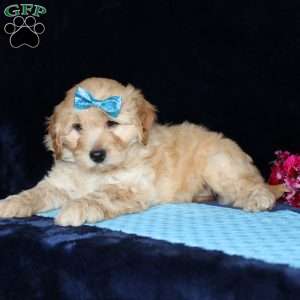 Matthew, Mini Goldendoodle Puppy