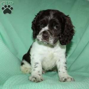 Sammy, Cocker Spaniel Puppy