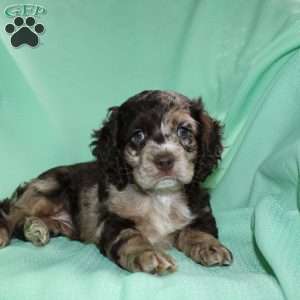 Snickers, Cocker Spaniel Puppy
