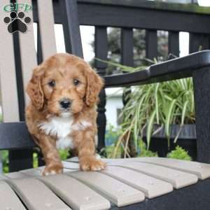Ash, Mini Goldendoodle Puppy