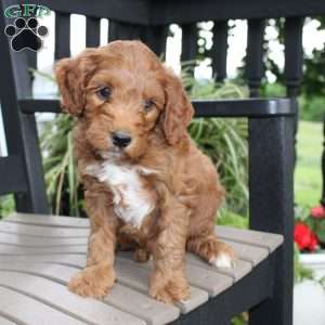 Archer, Mini Goldendoodle Puppy